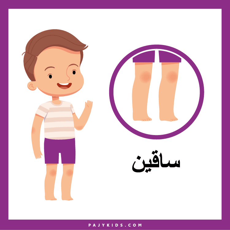 استخدام بطاقات أجزاء الانسان في المنهاج اليومي لرياض الأطفال