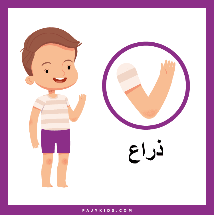 بطاقات أجزاء الإنسان كوسيلة لدعم التعلم البصري والحسي