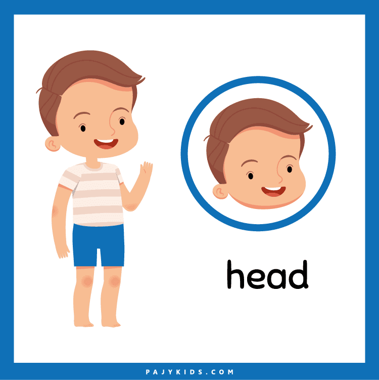 بطاقات أجزاء الجسم باللغة الإنجليزية
