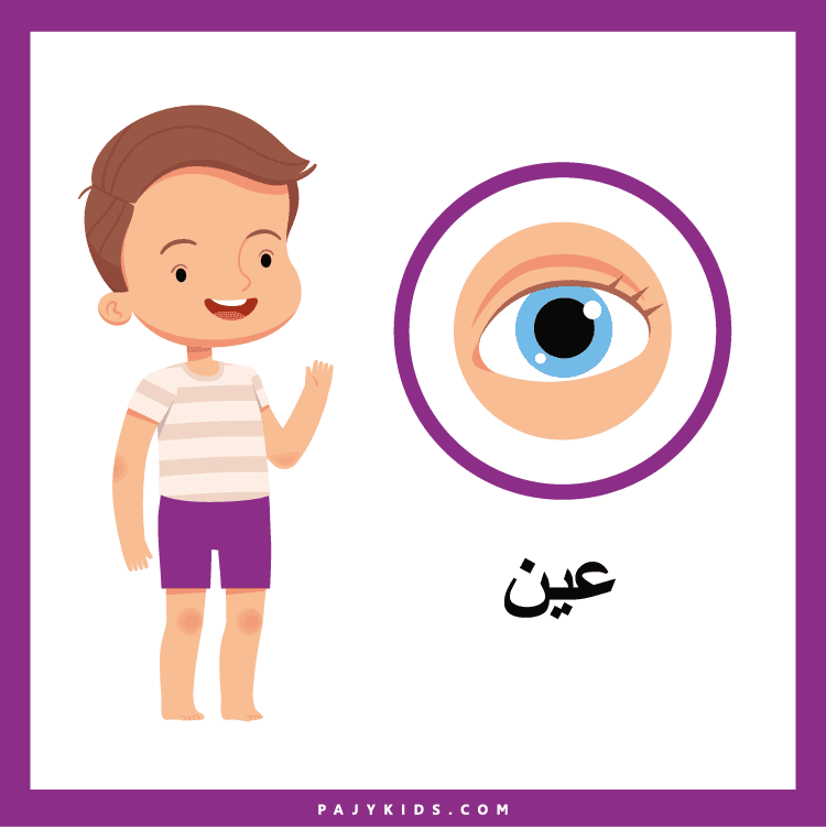 بطاقات تعليمية لشرح أجزاء الإنسان بطريقة مبسطة