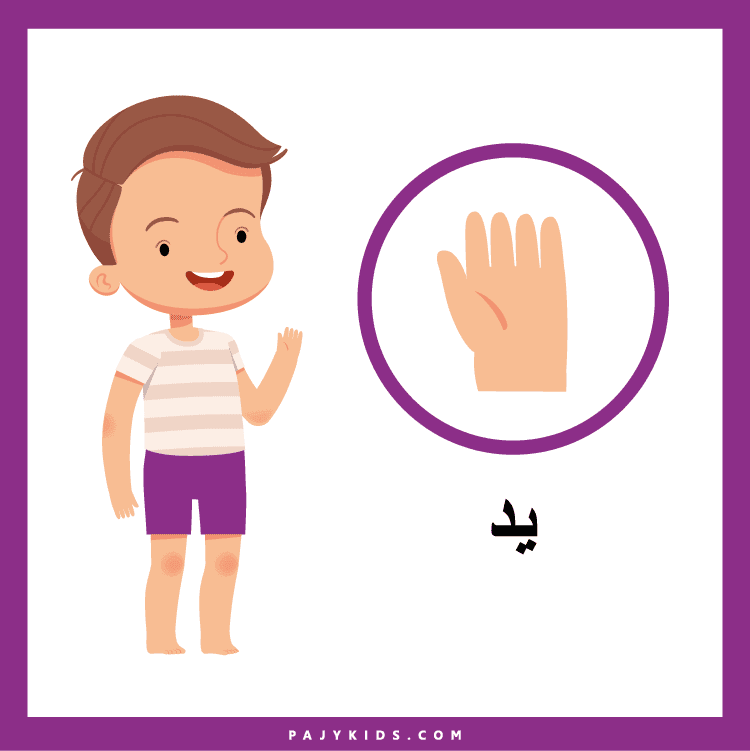 تعزيز المهارات اللغوية من خلال بطاقات أجزاء الانسان