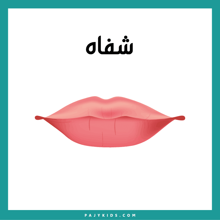 تعلم أجزاء وجه الإنسان بالعربي للأطفال