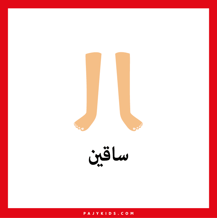 تعلم الاطفال اجزاء الجسم بالصور