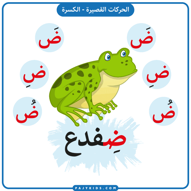 تعليم الحروف العربية - بطاقة حرف الضاد بالحركات - حركة الكسرة - وكلمة ضِفدع