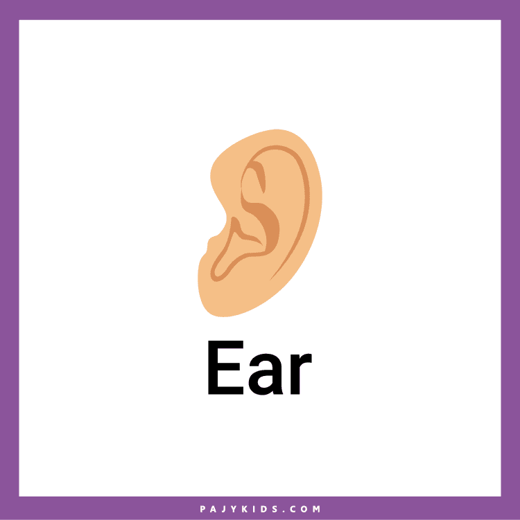 كروت شرح اعضاء الجسم بالانجليزي للروضة