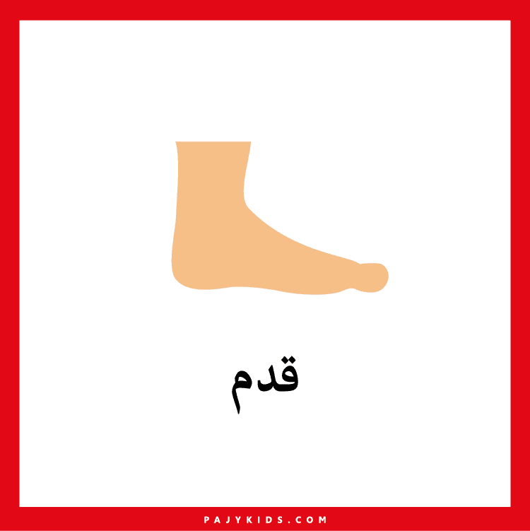 مكونات جسم الإنسان بالصور في الروضة