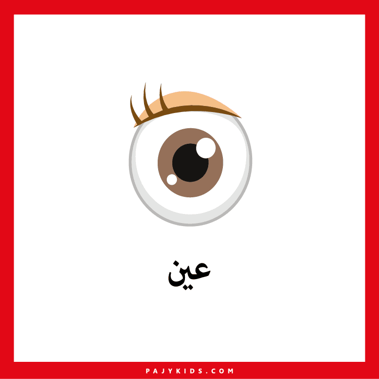 نشطة تعليمية ممتعة باستخدام بطاقات مكونات جسم الإنسان بالصور