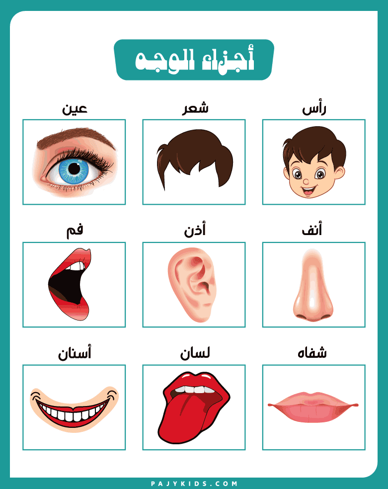 أنشطة تفاعلية باستخدام بطاقات أجزاء الوجه للأطفال
