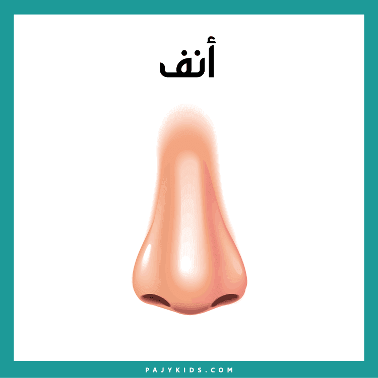 بطاقات أسماء أجزاء الرأس لأطفال الروضة