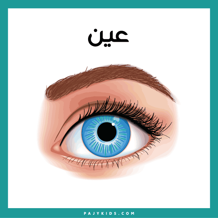 بطاقات مصورة لتعليم أجزاء الوجه باللغة العربية