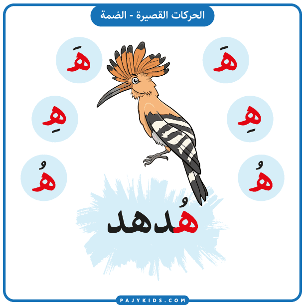 تعليم الاطفال - بطاقة حرف الهاء بالحركات (حركة الضمة وكلمة هُدهد)