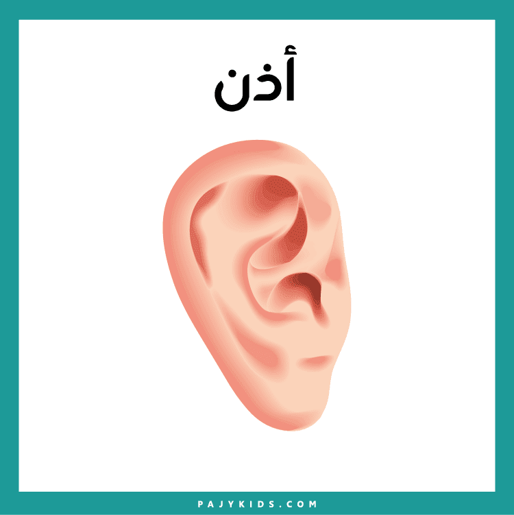 كروت تعلم اجزاء الوجه بالعربي لروضة الأطفال