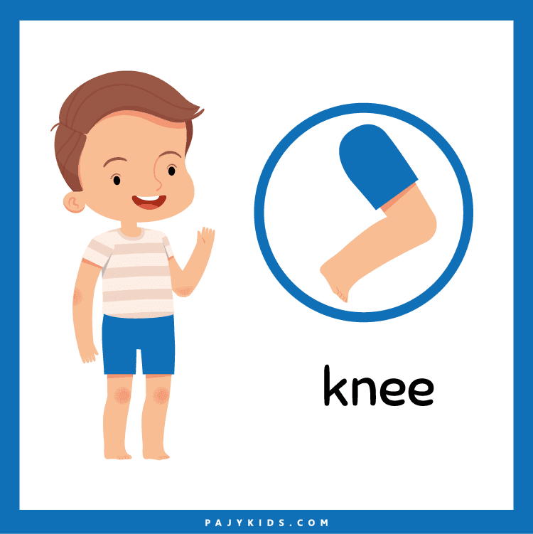 Body Flashcards for Classroom Centers and Home Schooling