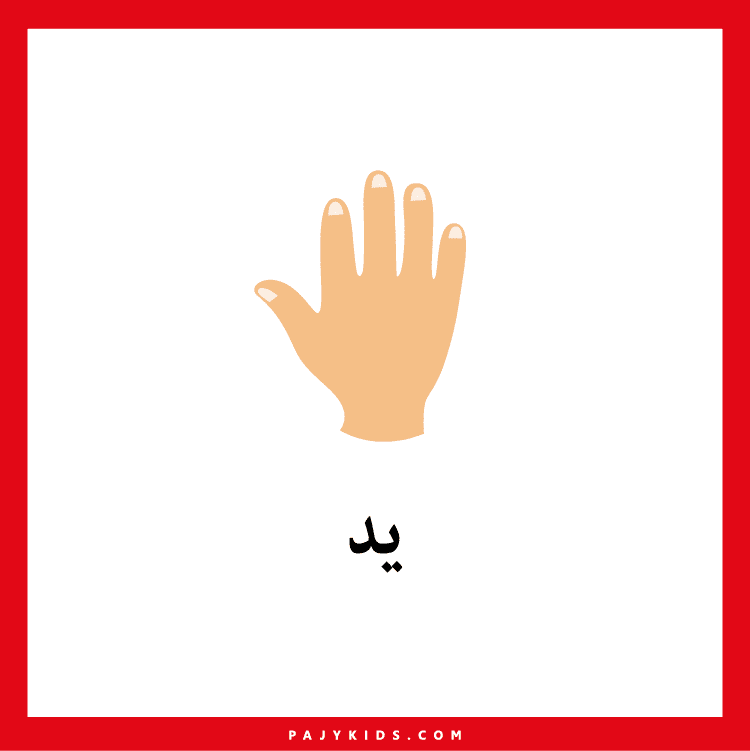 Body parts names in Arabic for kindergarten