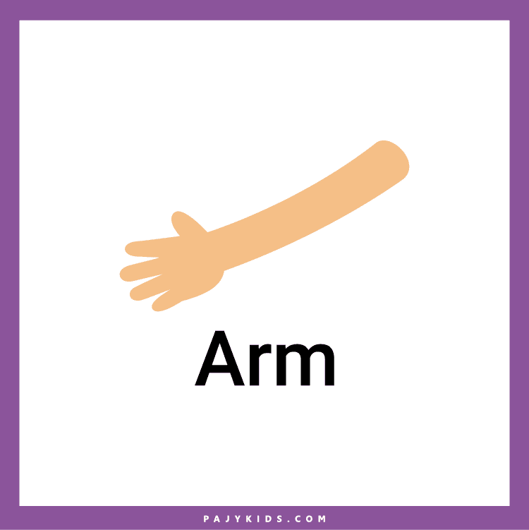 Free printable Human Body Systems worksheets