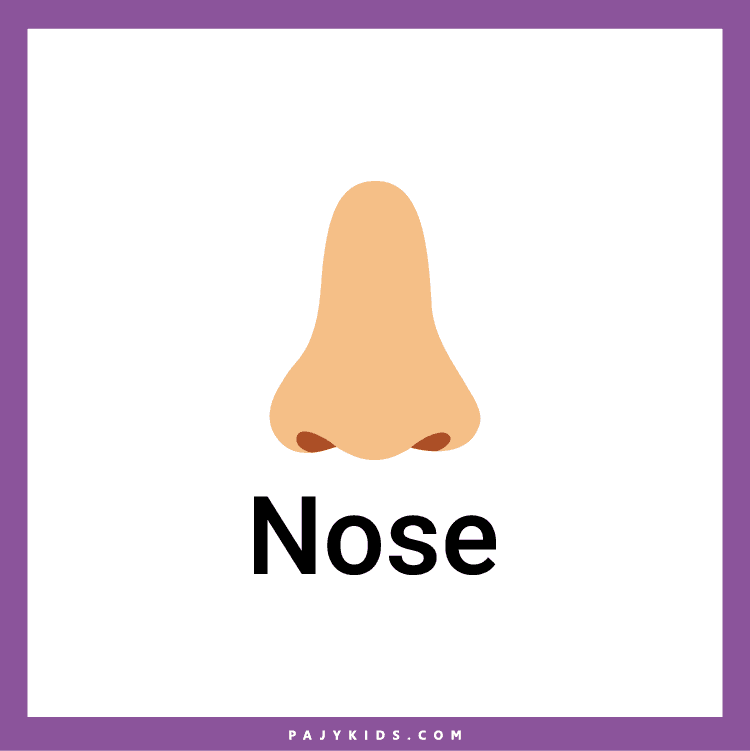 Fun with human anatomy flashcards with pictures for Preschool Learning