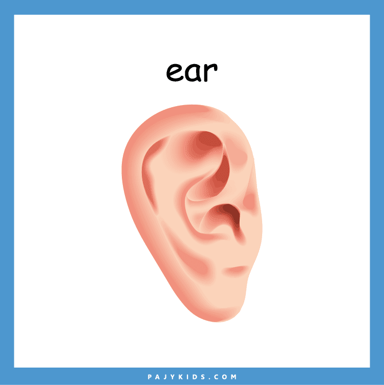 Head Flashcard Ideas for Hands-On Learning at Home