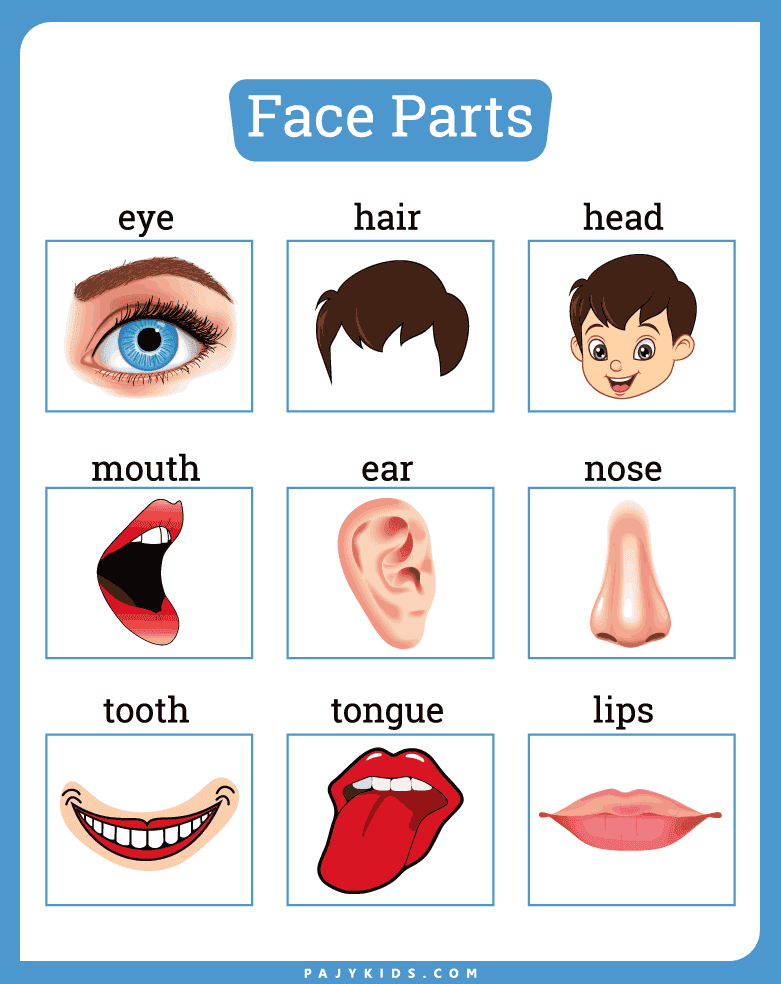 Head Flashcard Set for Toddlers and Kindergartners