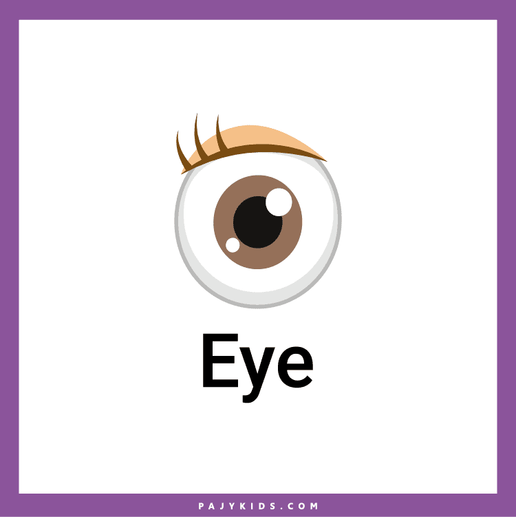 Human Body Flashcards and Posters for Early Education