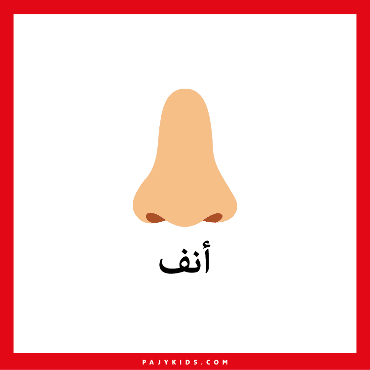 Names of the components of the human body with pictures for children