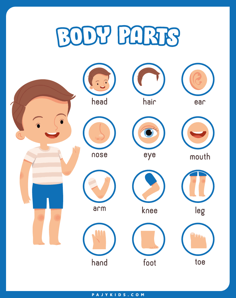 The Educational Power of Body Flashcards in Early Childhood