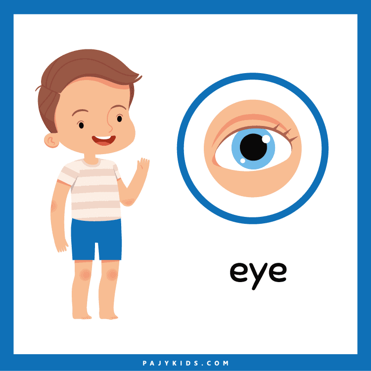 Using Body Flashcards to Support Special Education Needs