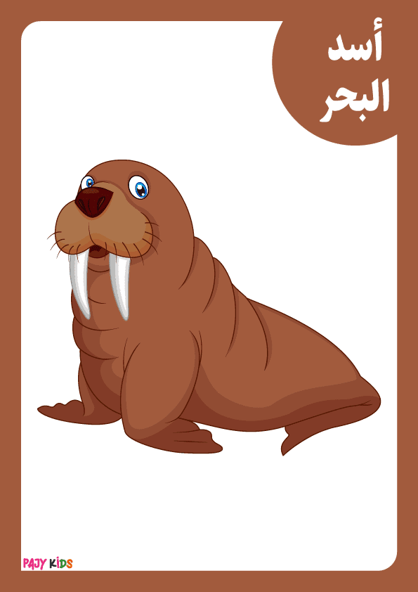 Underwater Animals Picture Cards for Preschool Education