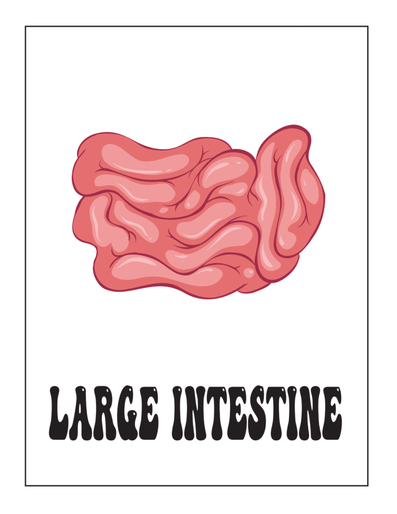 Complete PDF Resource for Teaching Human Body Systems