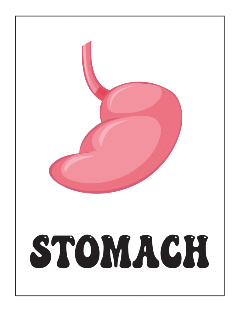 Human Body Systems: The Digestive System