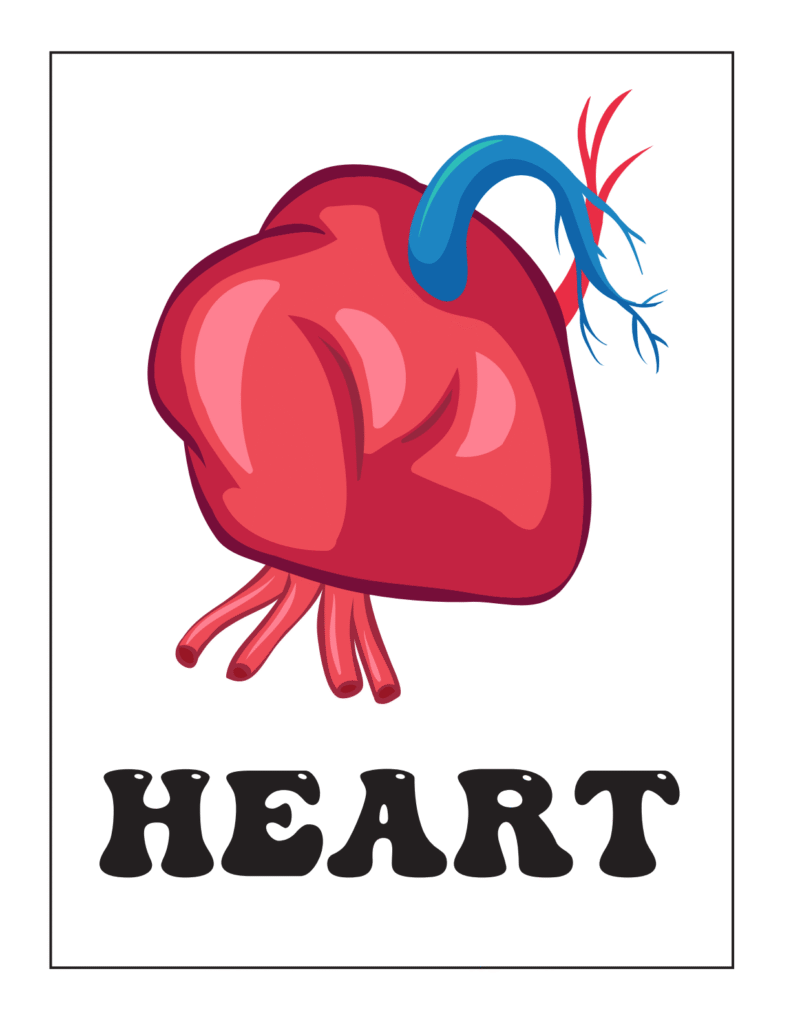 Human Body Systems: The Muscular System: Movement and Strength