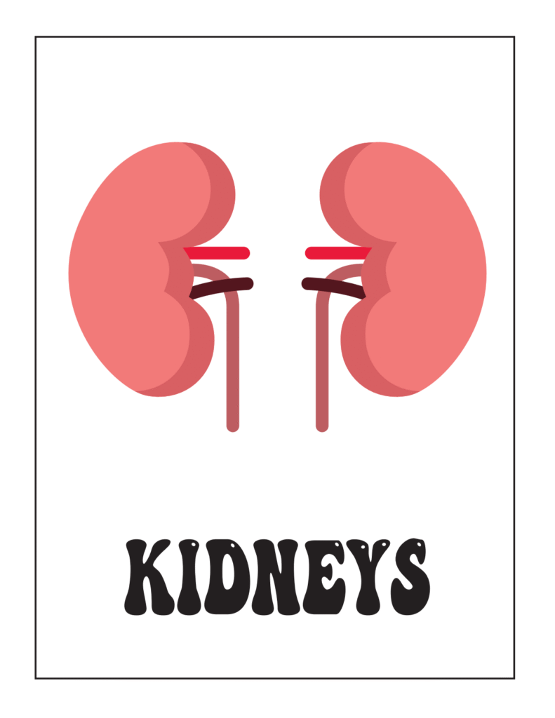 Human Body Systems: The Senses