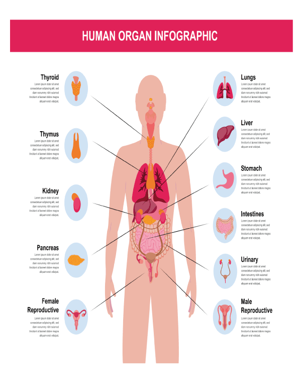 Human body parts chart for kindergarten learning