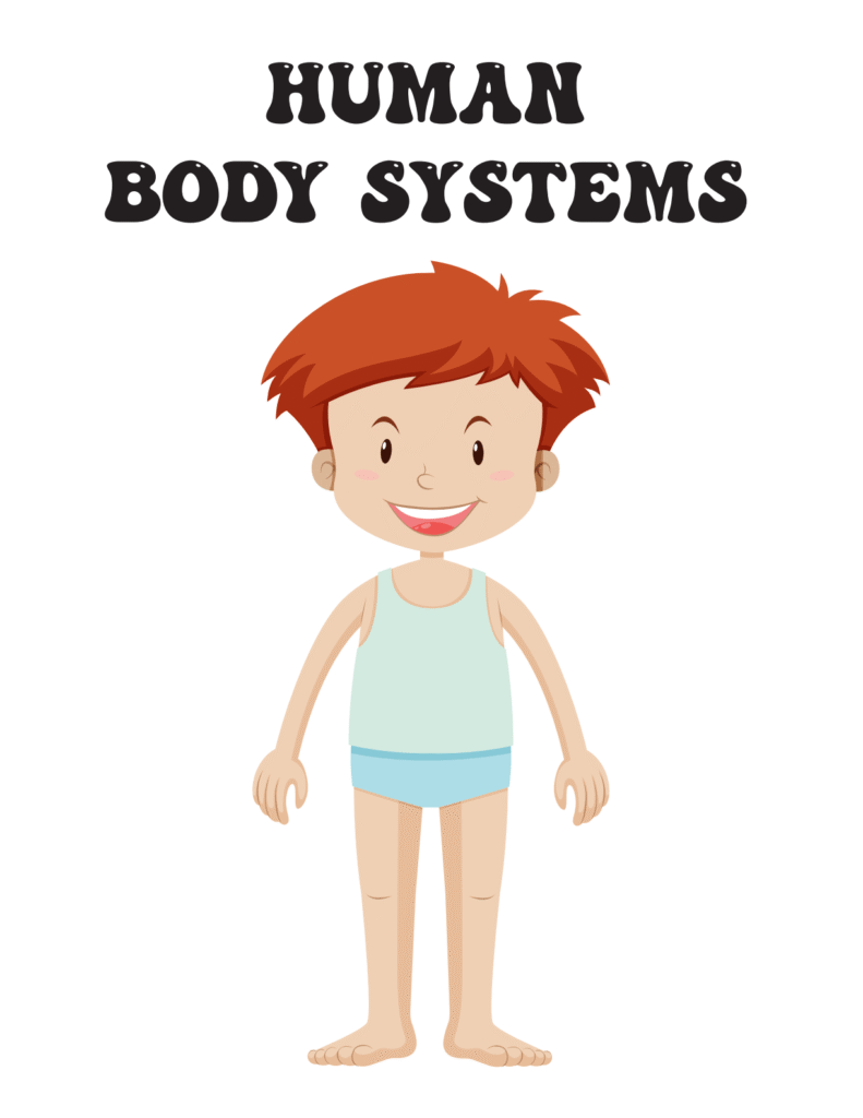 The Skeletal System: Our Body’s Framework