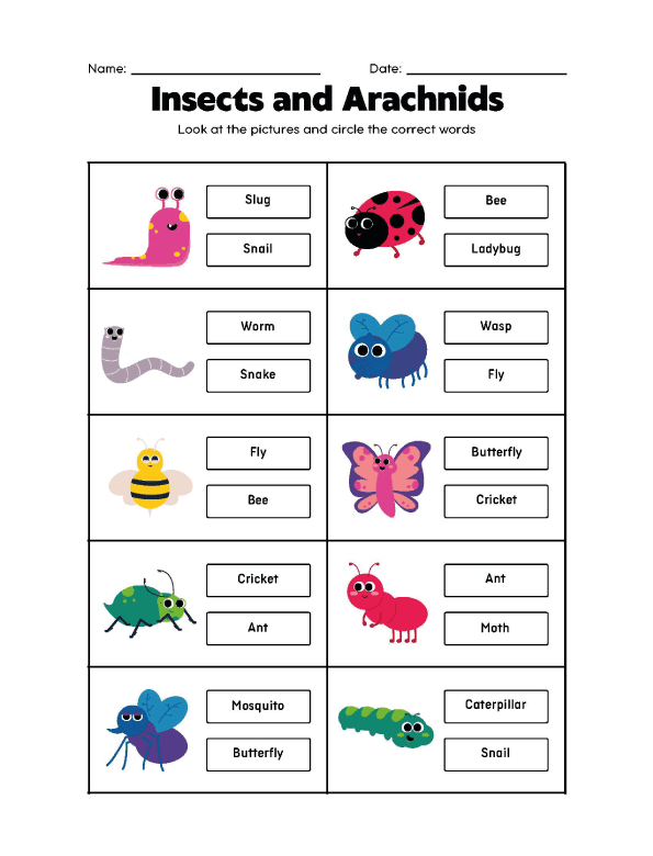 workbook for kindergarten - Insects and Arachnids