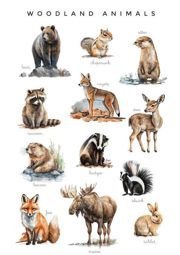 A Visual Guide to Woodland Animals - preschool and kindergarten
