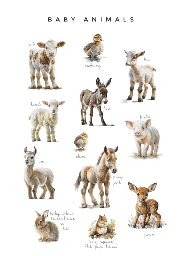 Baby animals for kids: A visual guide for learning