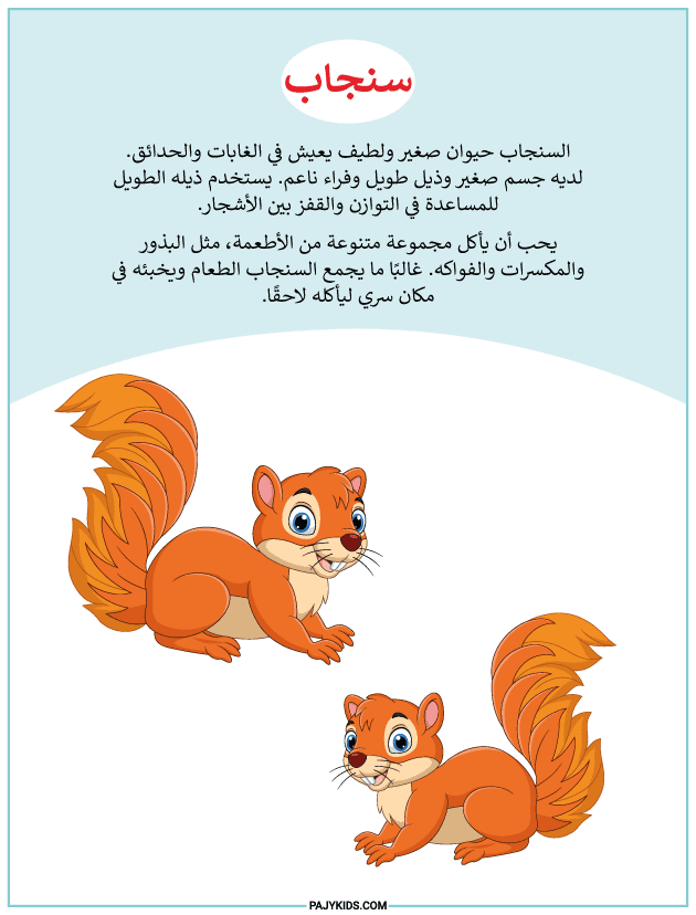 أنشطة تعليمية للاطفال 7 سنوات - نشاط السنجاب – التعرف على الحيوان وبيئته