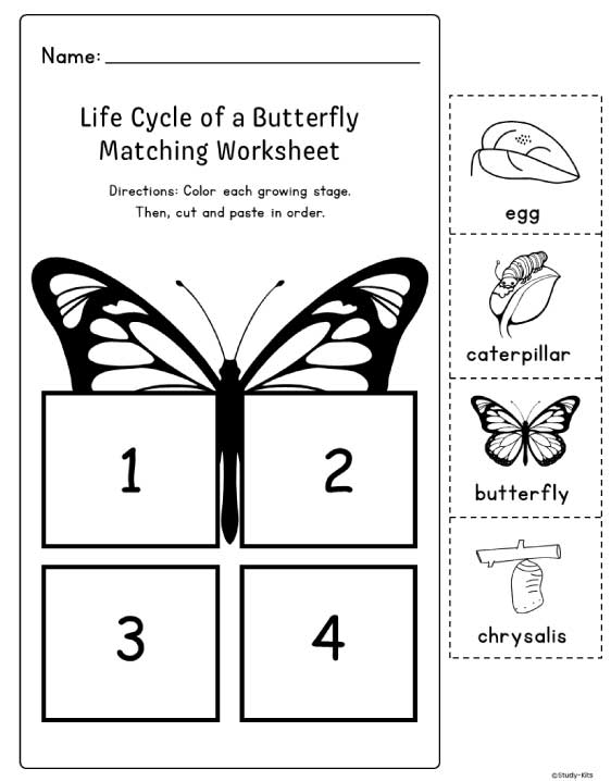 Butterfly life cycle for children