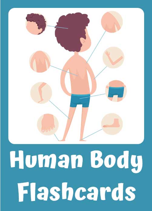 body parts learning activity