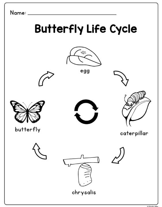 butterfly life cycle for kids