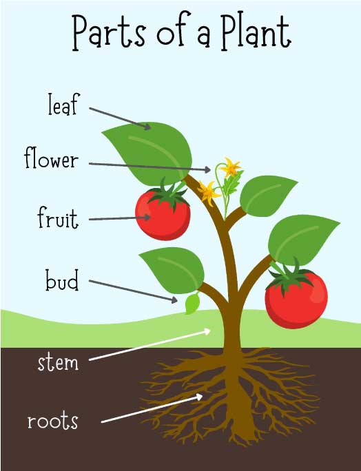 kindergarten learning charts
