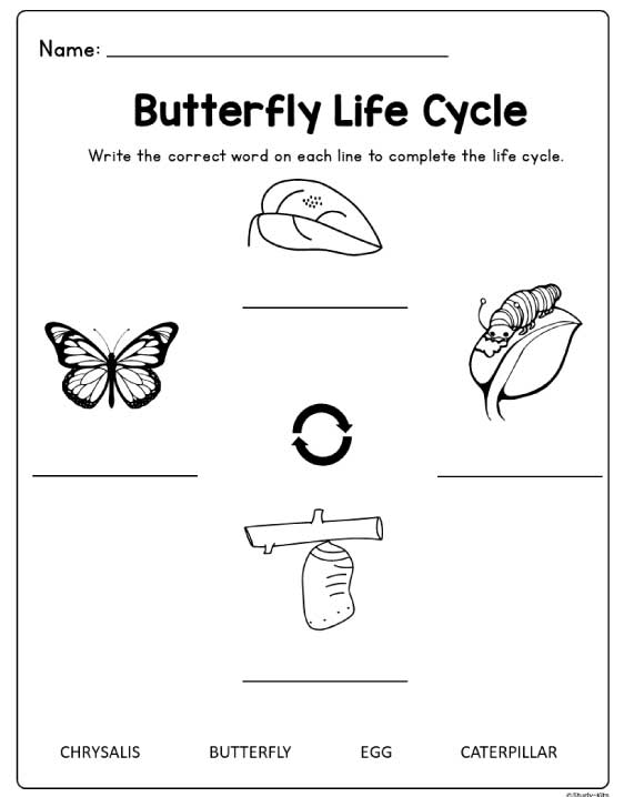 life cycle worksheets for kindergarten